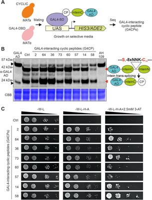 The cyclic peptide G4CP2 enables the modulation of galactose metabolism in yeast by interfering with GAL4 transcriptional activity